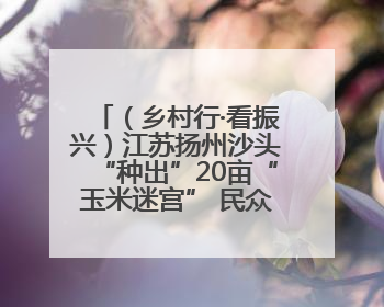（乡村行·看振兴）江苏扬州沙头“种出”20亩“玉米迷宫” 民众体验别样“田园乐趣”